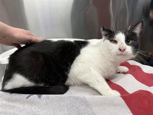 OREO - Domestic Short Hair for adoption in Fairbanks
