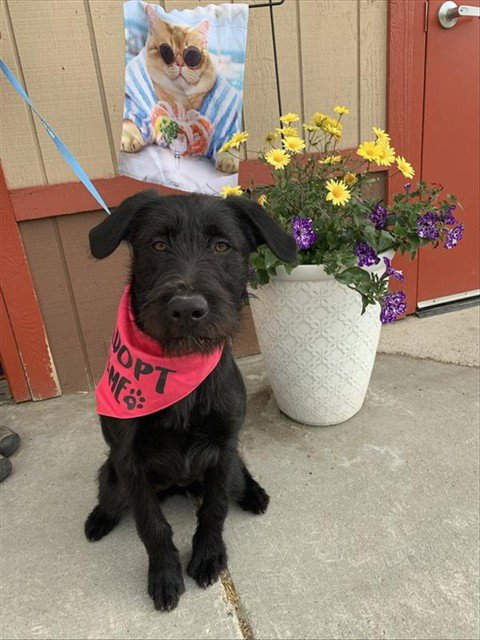 KOVU - Airedale Terrier available for adoption