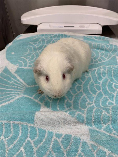 TED - Guinea Pig available for adoption