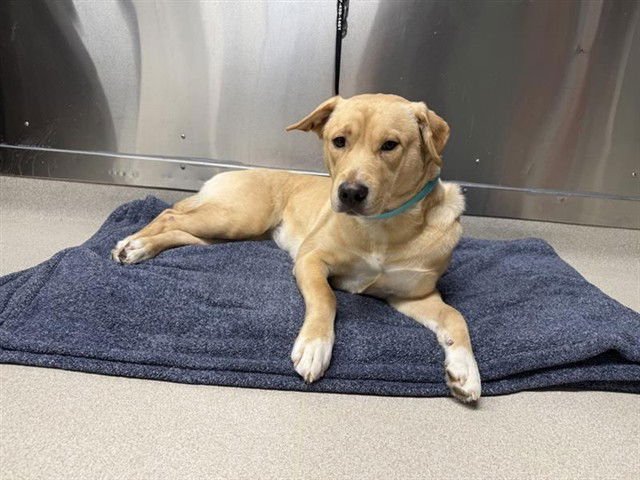 LUCKY - Labrador Retriever / Husky available for adoption