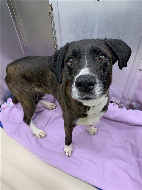 NUCKA - Boxer available for adoption