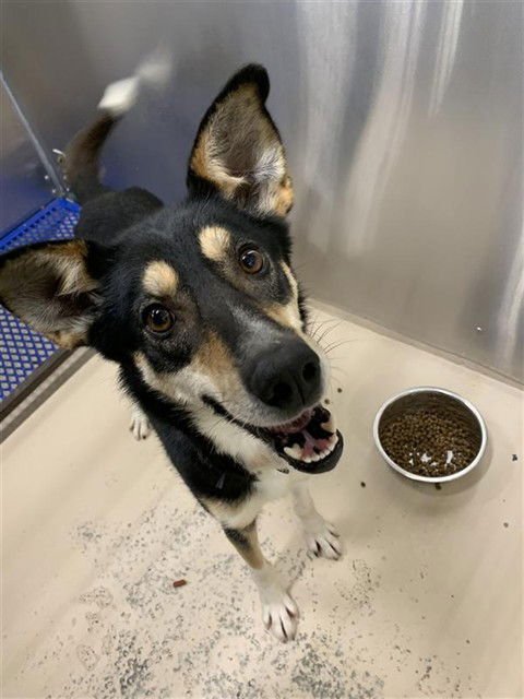 SHAKA - Husky available for adoption