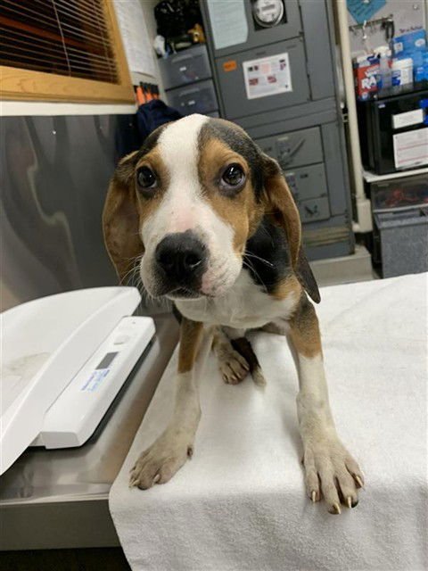 *ALVIN - English Coonhound / Beagle available for adoption