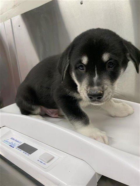 NORTH STAR - Labrador Retriever / Husky available for adoption