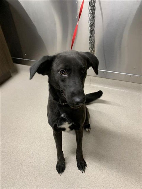 CLOVER - Labrador Retriever available for adoption