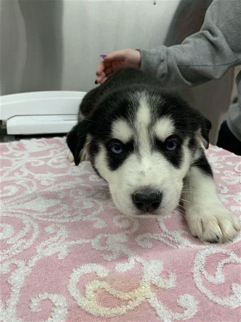 SLEIGHBELL - Labrador Retriever / Husky available for adoption