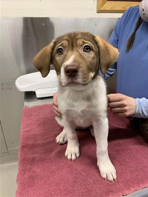 FIONA - Husky / Labrador Retriever available for adoption