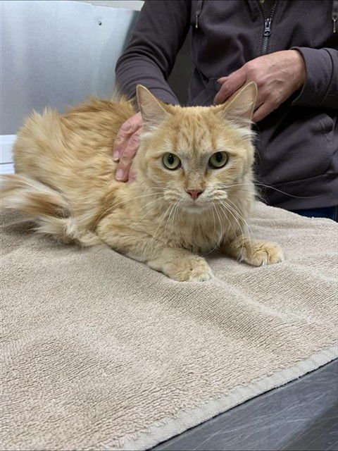 *TILLY - Domestic Medium Hair available for adoption