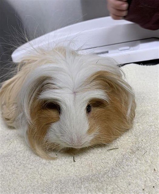 *FRANK - Guinea Pig available for adoption