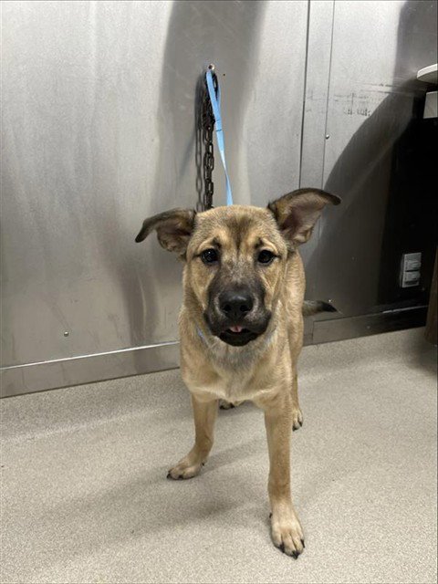 *BENNETT - German Shepherd Dog / Husky available for adoption