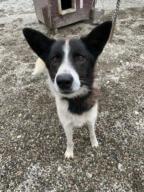 MARTEN - Husky / Siberian Husky for adoption in Fairbanks