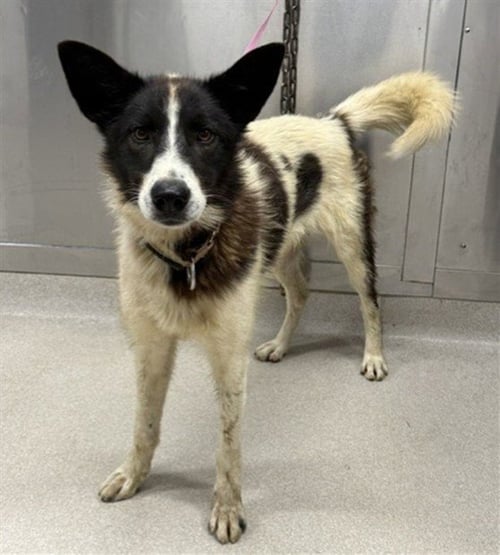 MARTEN - Husky / Siberian Husky available for adoption