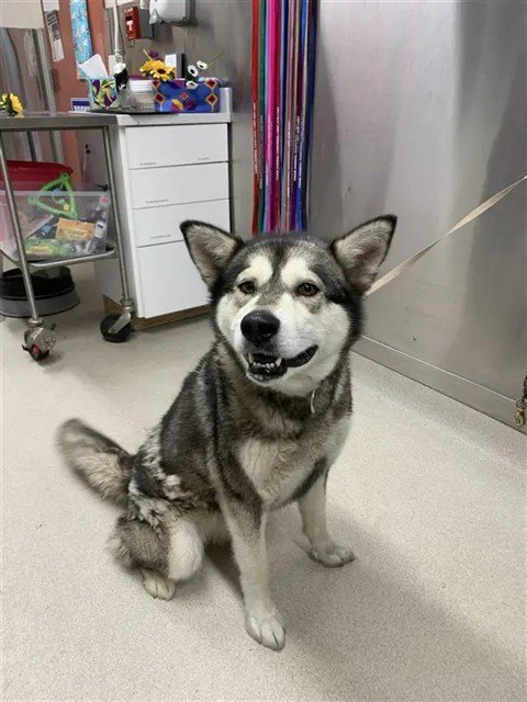 BELLE - Siberian Husky / Alaskan Malamute for adoption in Fairbanks