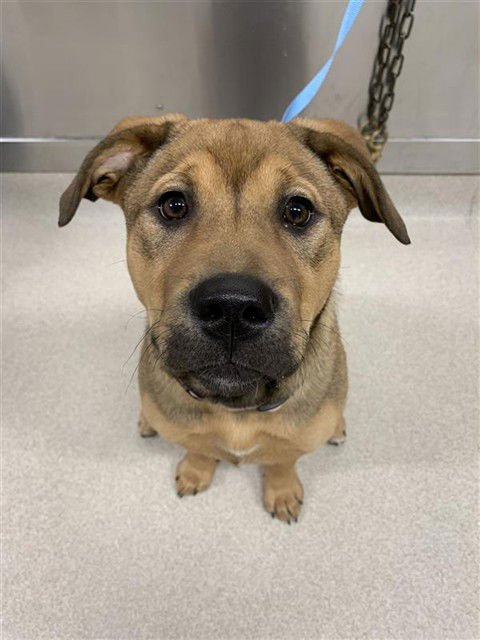 SAVANNA - Pit Bull Terrier / German Shepherd Dog available for adoption