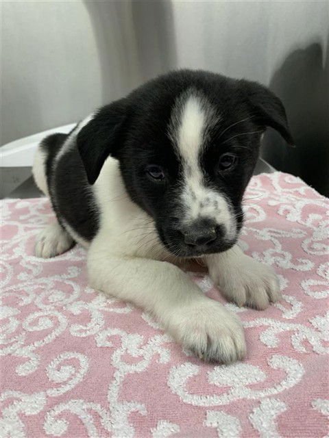 TINY TIM - Labrador Retriever / Husky available for adoption
