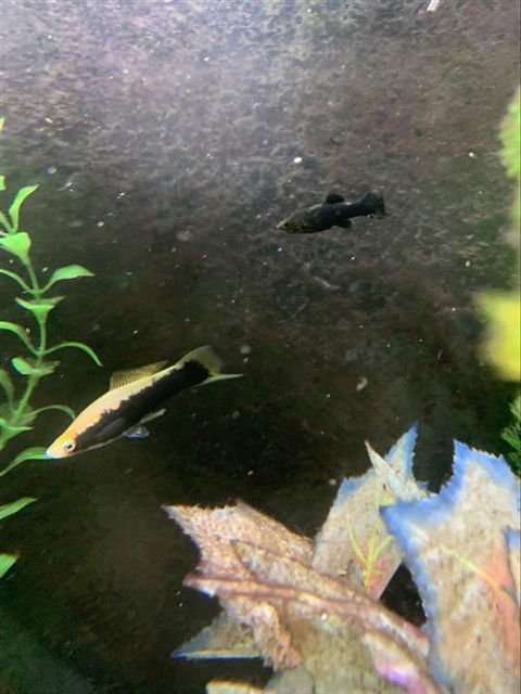 *SCOOBY - Fish available for adoption