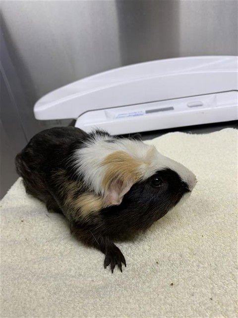 TIGLICK - Guinea Pig available for adoption