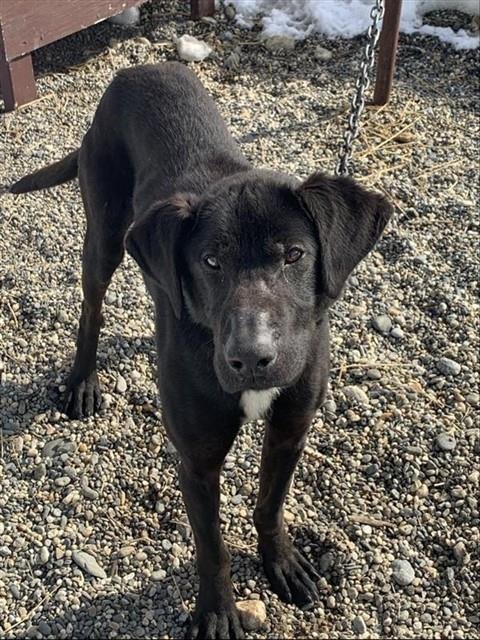 CHEWY - Husky for adoption in Fairbanks
