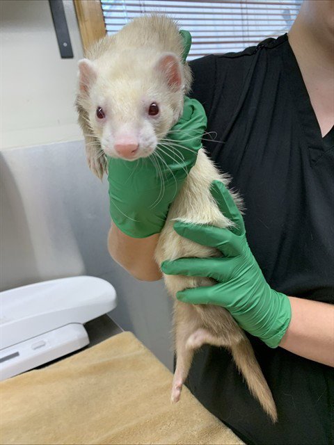 BUNNY - Ferret available for adoption
