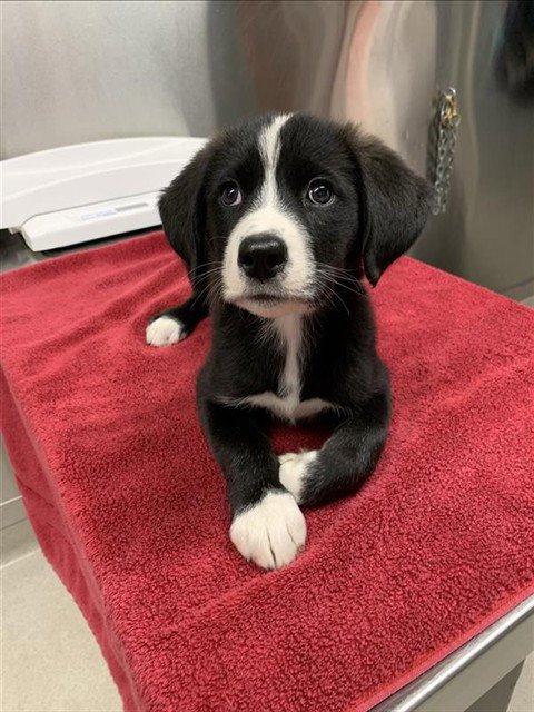 *DOROTHY ANN - Husky / Labrador Retriever available for adoption