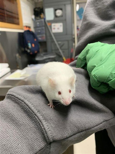 WINTER - Mouse available for adoption