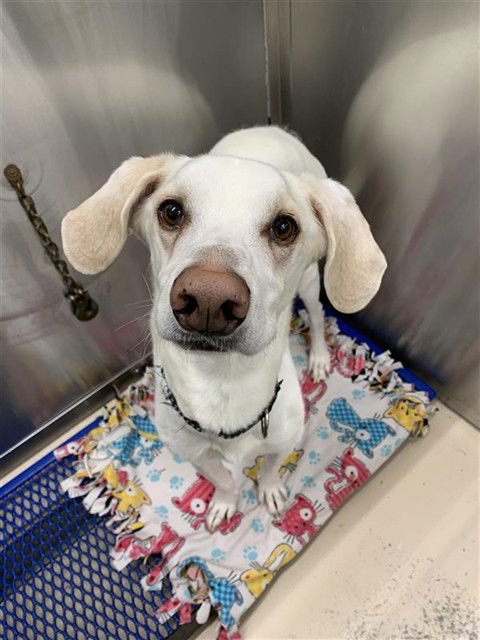 HERMES - Husky / Hound available for adoption