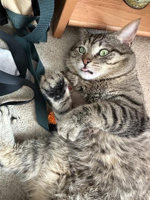 RYKER - Domestic Short Hair available for adoption