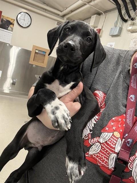 SPACE DUDE - Hound available for adoption