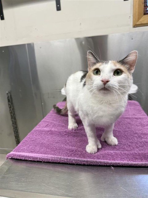 AZRIEL - Domestic Short Hair available for adoption