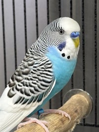 BLUE - Photo 1