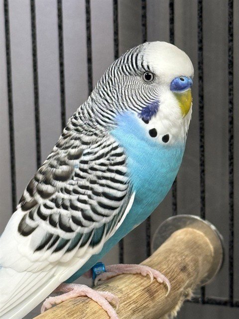 BLUE - Budgie/Budgerigar available for adoption