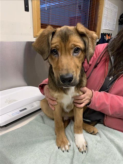 *JACKSON - Hound available for adoption