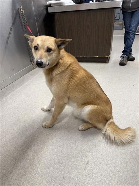 TUCKER - Karelian Bear Dog available for adoption