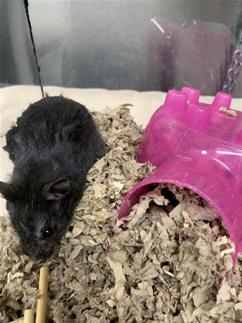 ROSEY - Hamster available for adoption