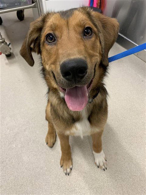 SNICKERS - Hound available for adoption