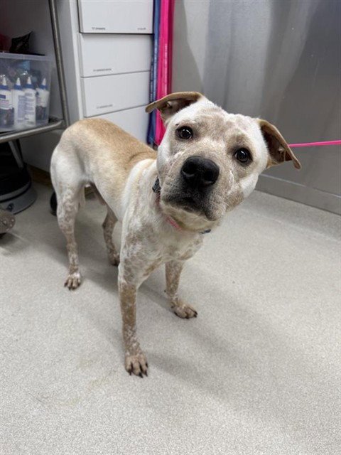 ODIE - Australian Cattle Dog/Blue Heeler available for adoption