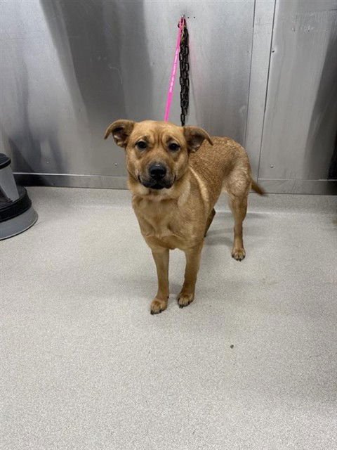 SCARLETT - Black Mouth Cur available for adoption