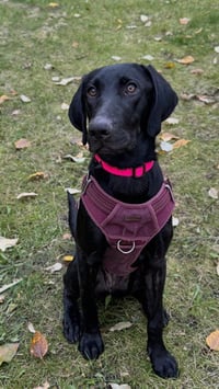*SCOUT - Photo 1