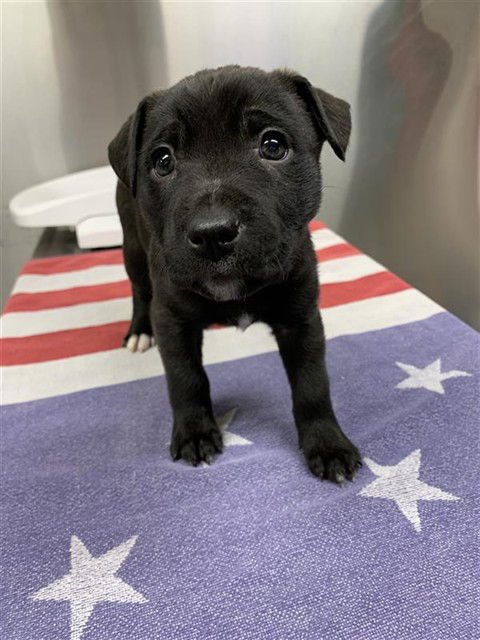 *DOLORES - Pit Bull Terrier available for adoption