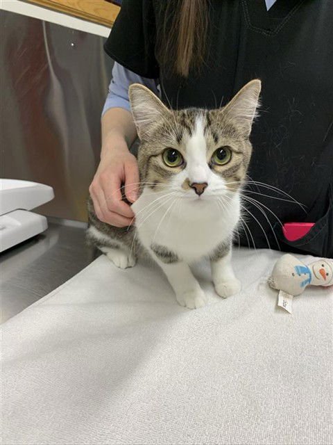 MISO - Domestic Short Hair available for adoption