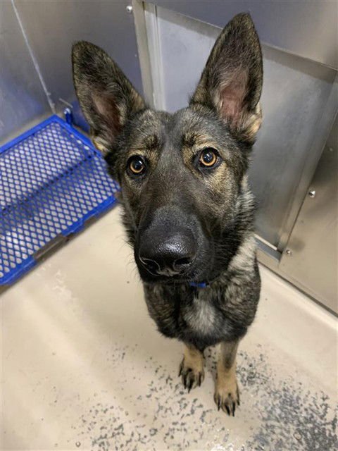 MURPHY - German Shepherd Dog available for adoption