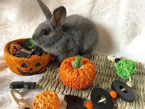 *AMY - Shorthaired Rabbit available for adoption