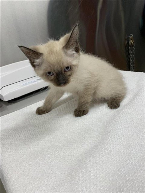 *MANNY - Domestic Short Hair available for adoption