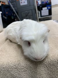 STANLEY - Photo 1
