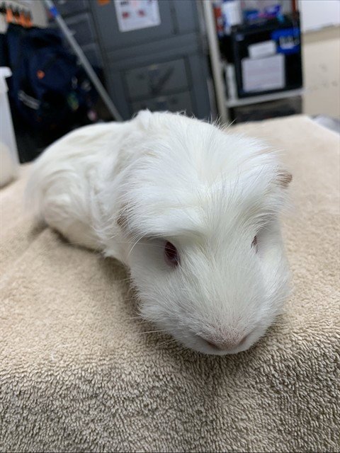 STANLEY - Guinea Pig available for adoption