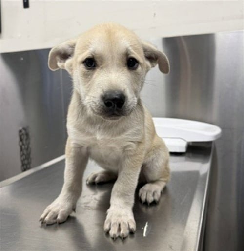 *MICKEY - Labrador Retriever / Husky available for adoption