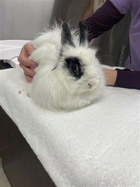 JUDY - Longhaired Rabbit available for adoption