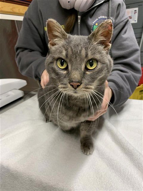 DEWY - Domestic Short Hair available for adoption