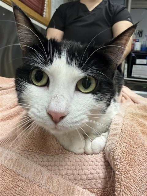 COOKIE - Domestic Short Hair available for adoption