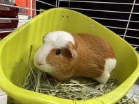 PROF. MARMALADE - Photo 1